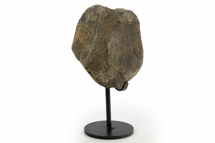 Fossil Ornithischian Dinosaur Vertebra with Metal Stand - Colorado #331110